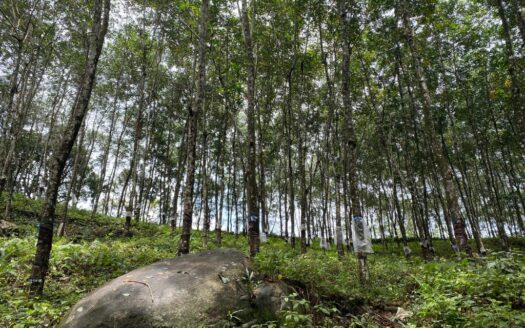 35.5-Acre Land for Sale in Ratnapura